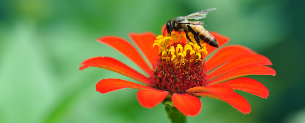 Take the Sting Out of Summer